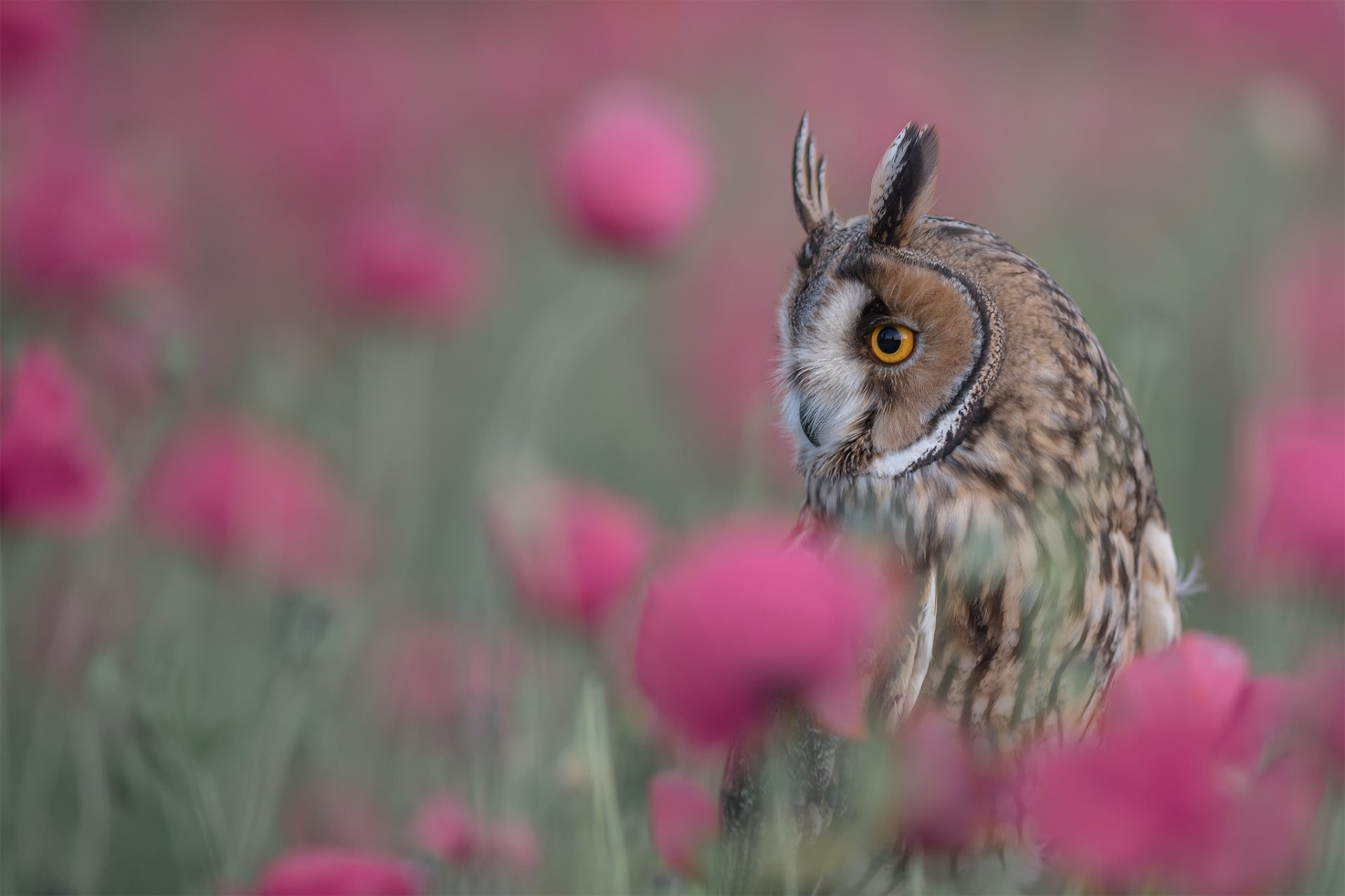 Download Long Eared Owl Bird Animal Owl HD Wallpaper
