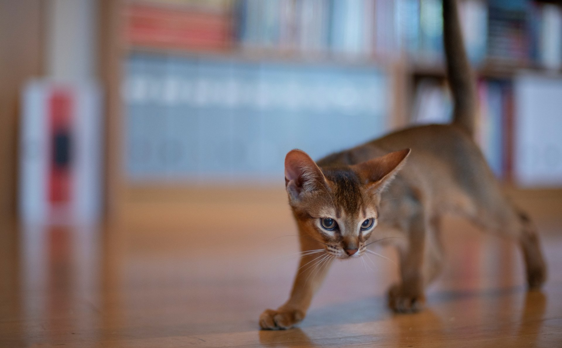 A sharp 4K Ultra HD wallpaper featuring a curious Abyssinian kitten walking on a wooden floor with a softly blurred bookshelf in the background.