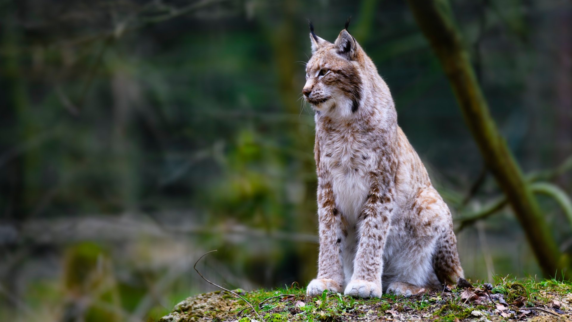 Download Animal Lynx 4k Ultra HD Wallpaper