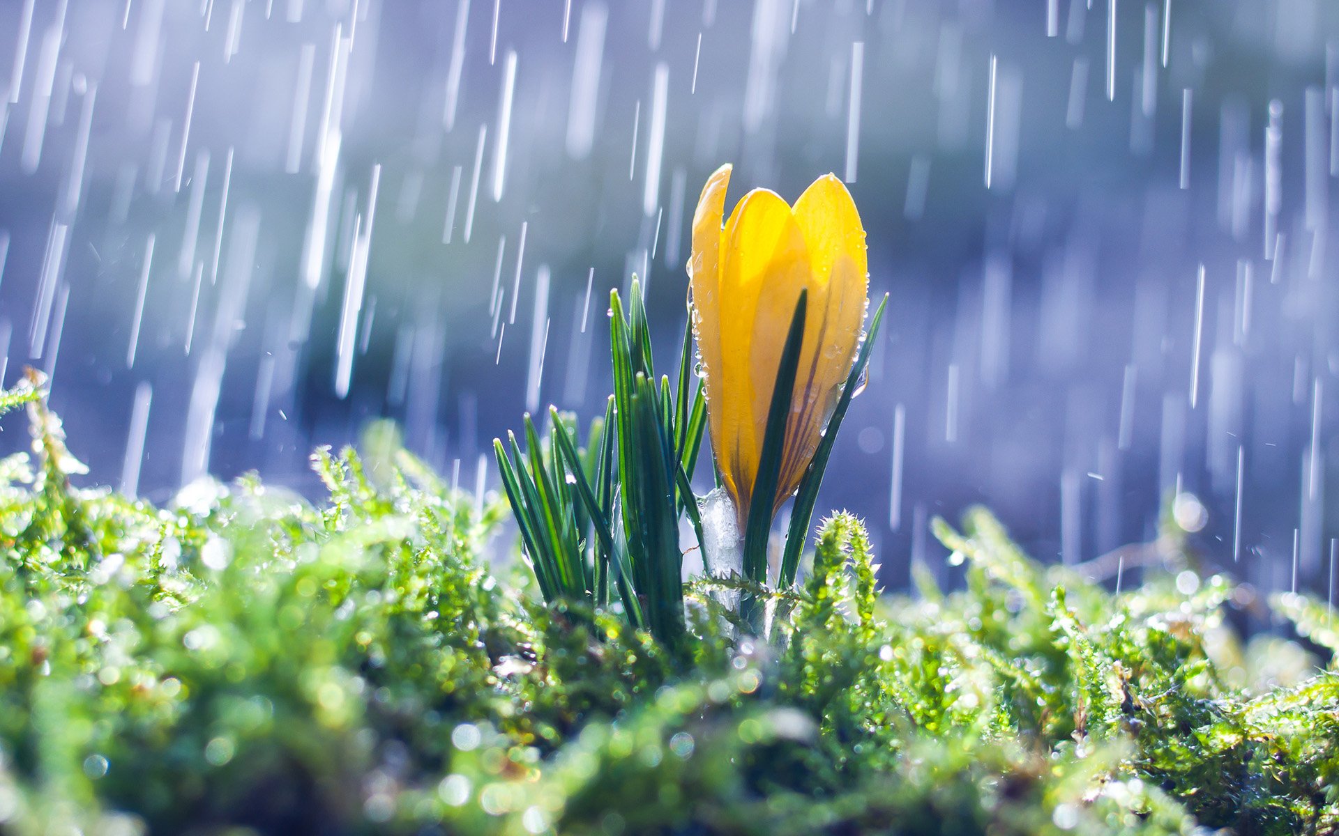 Download Spring Rain Flower Nature Crocus HD Wallpaper by Ljubomir Trigubishyn