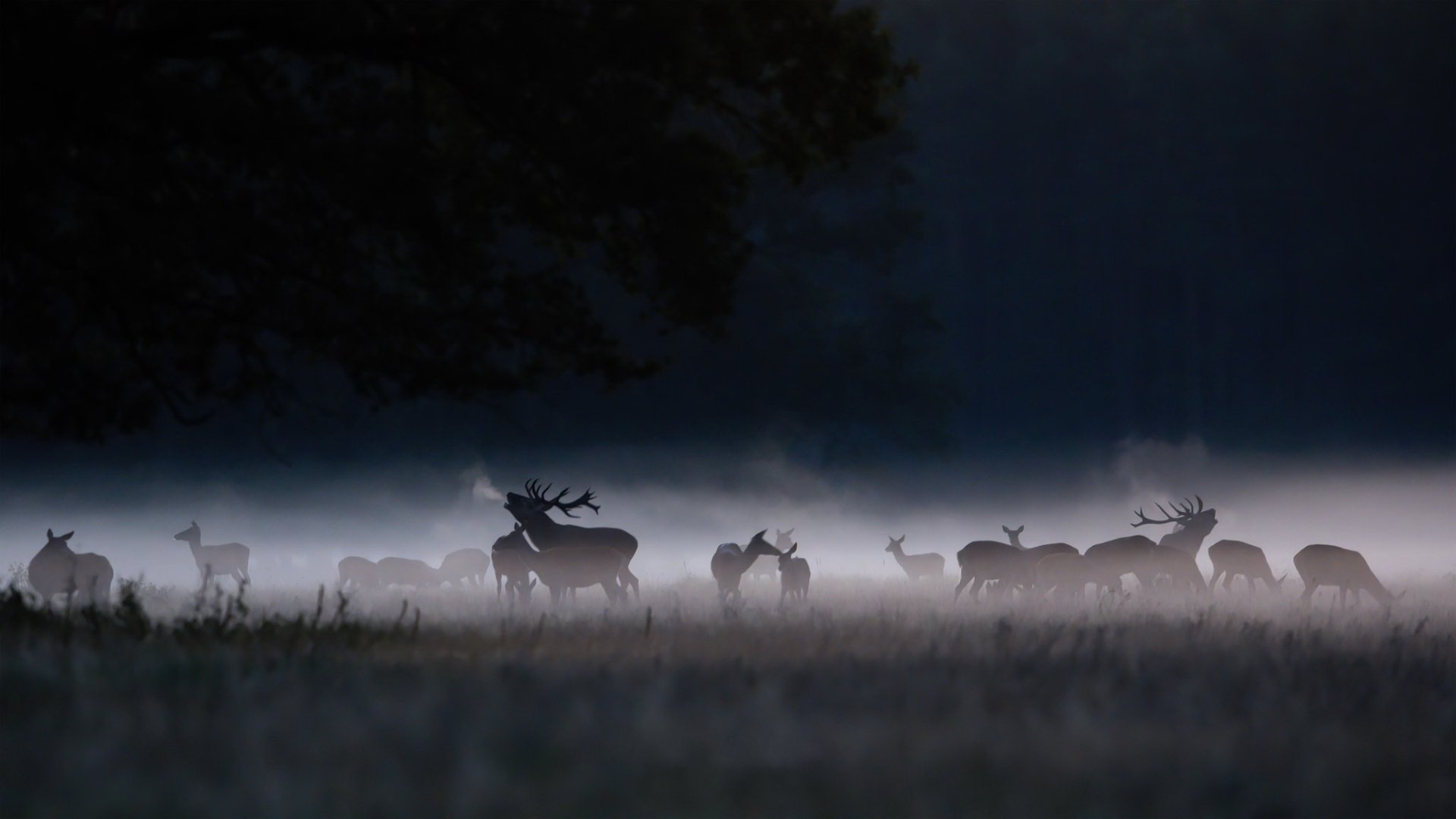 A herd of deer stands motionless in dense fog at dusk, creating a mysterious and serene HD desktop wallpaper scene.
