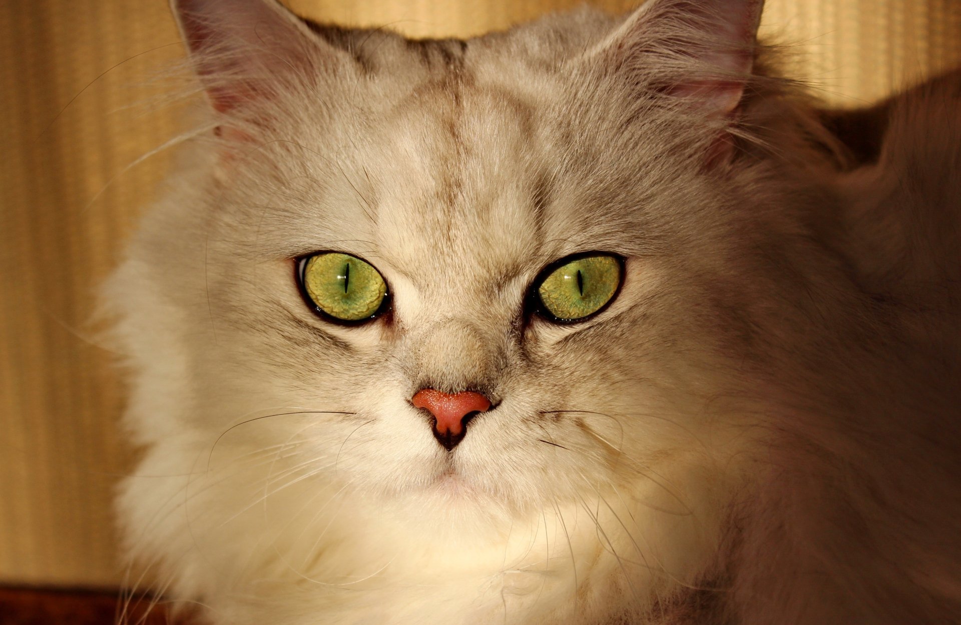 Download Stare Animal Cat HD Wallpaper | 3246x2112 | Wallpaper Abyss