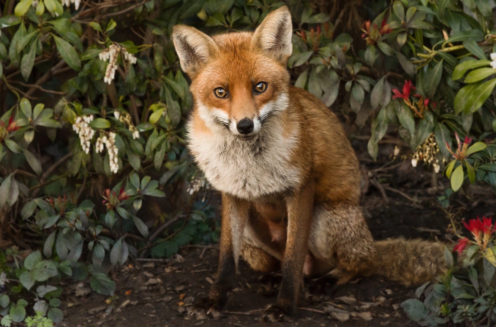 HD PC desktop wallpaper background of an animal: a red fox sitting among leafy shrubs, gazing directly at the viewer.