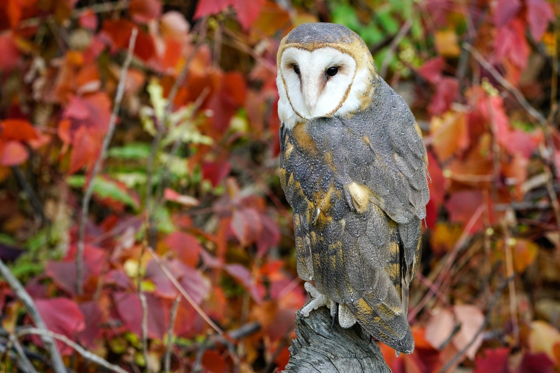 Animal Barn owl HD Wallpaper