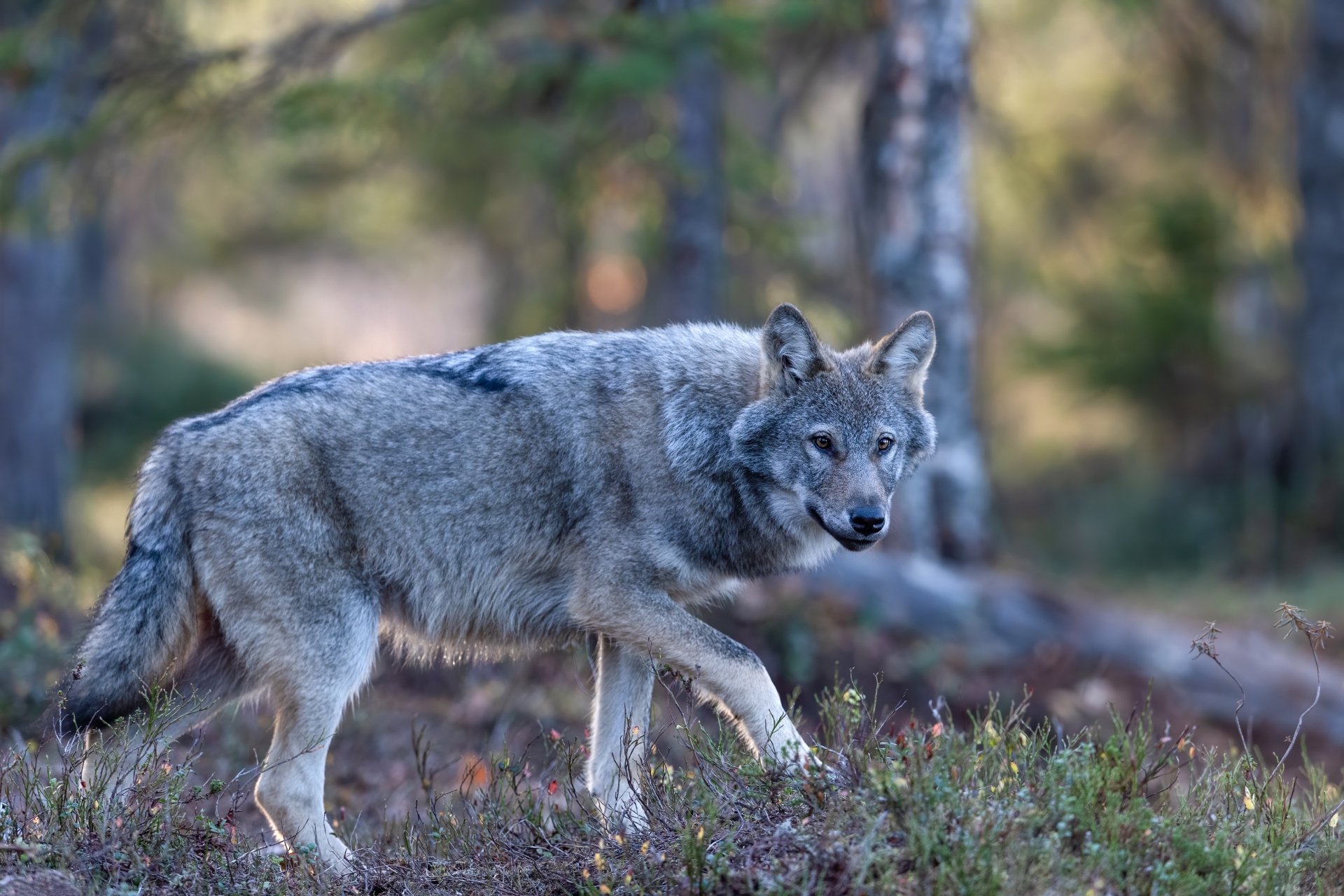 Download Animal Wolf 4k Ultra HD Wallpaper