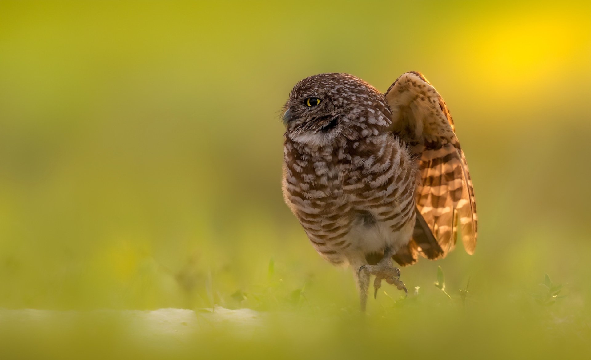 Download Owl Bird Animal Burrowing Owl HD Wallpaper
