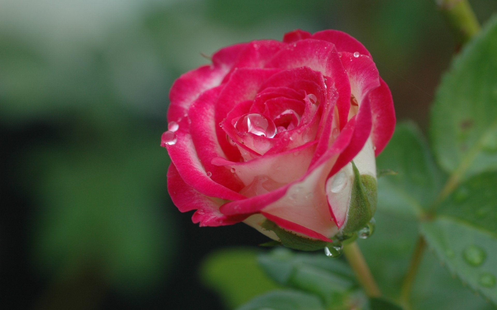 Download Flower Water Drop Macro Nature Rose HD Wallpaper | 2779x1734 ...