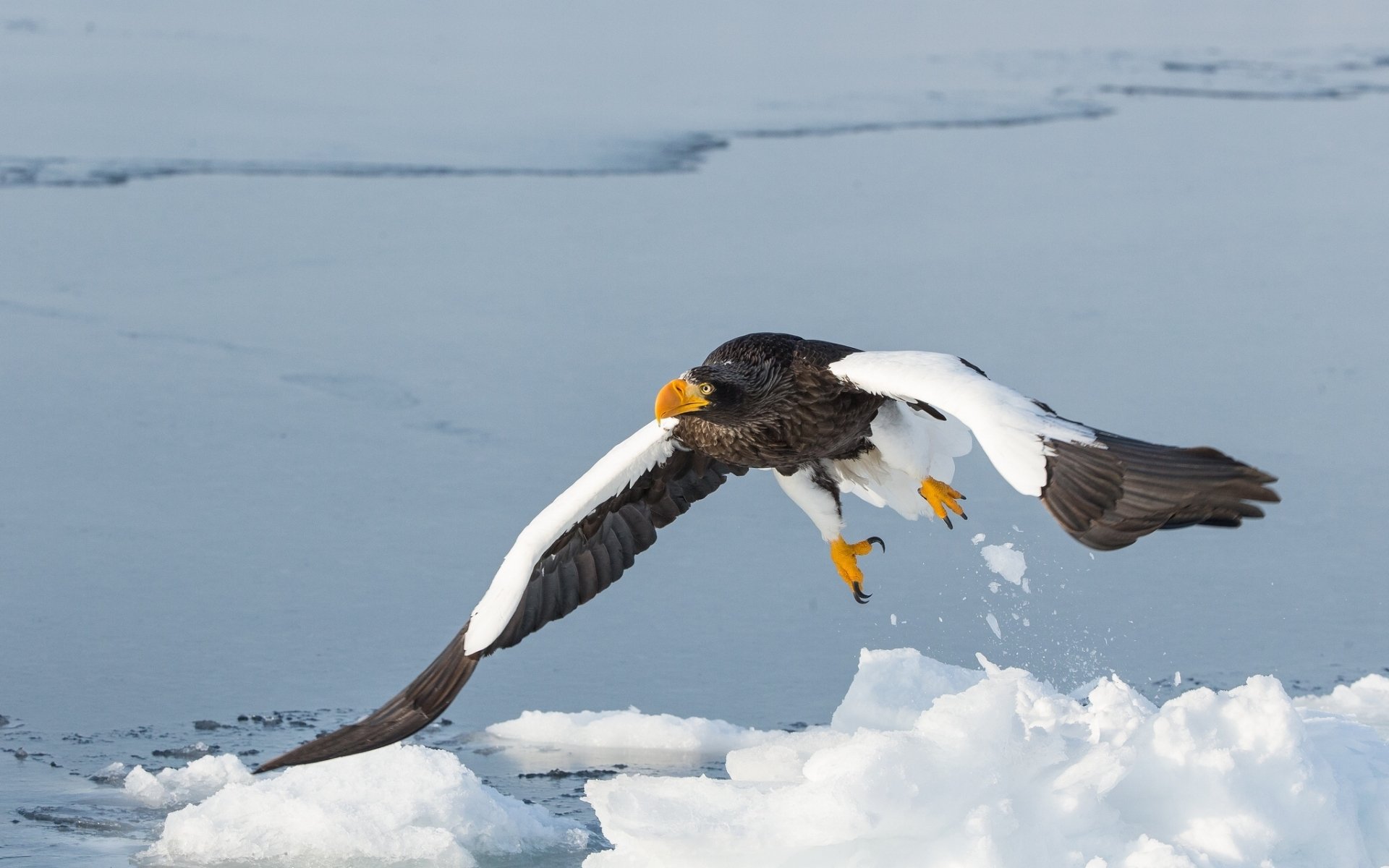 Download Flight Bird Animal Steller's Sea Eagle HD Wallpaper