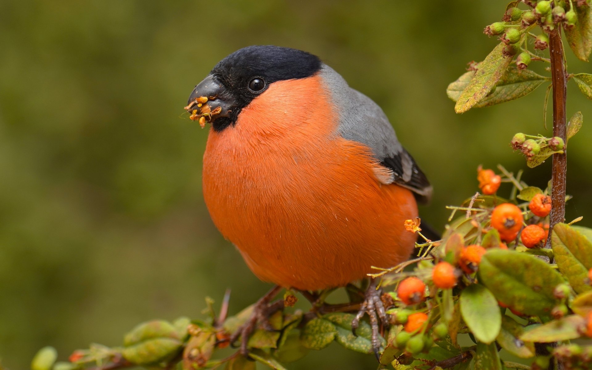 Download Bird Berry Branch Animal Bullfinch HD Wallpaper