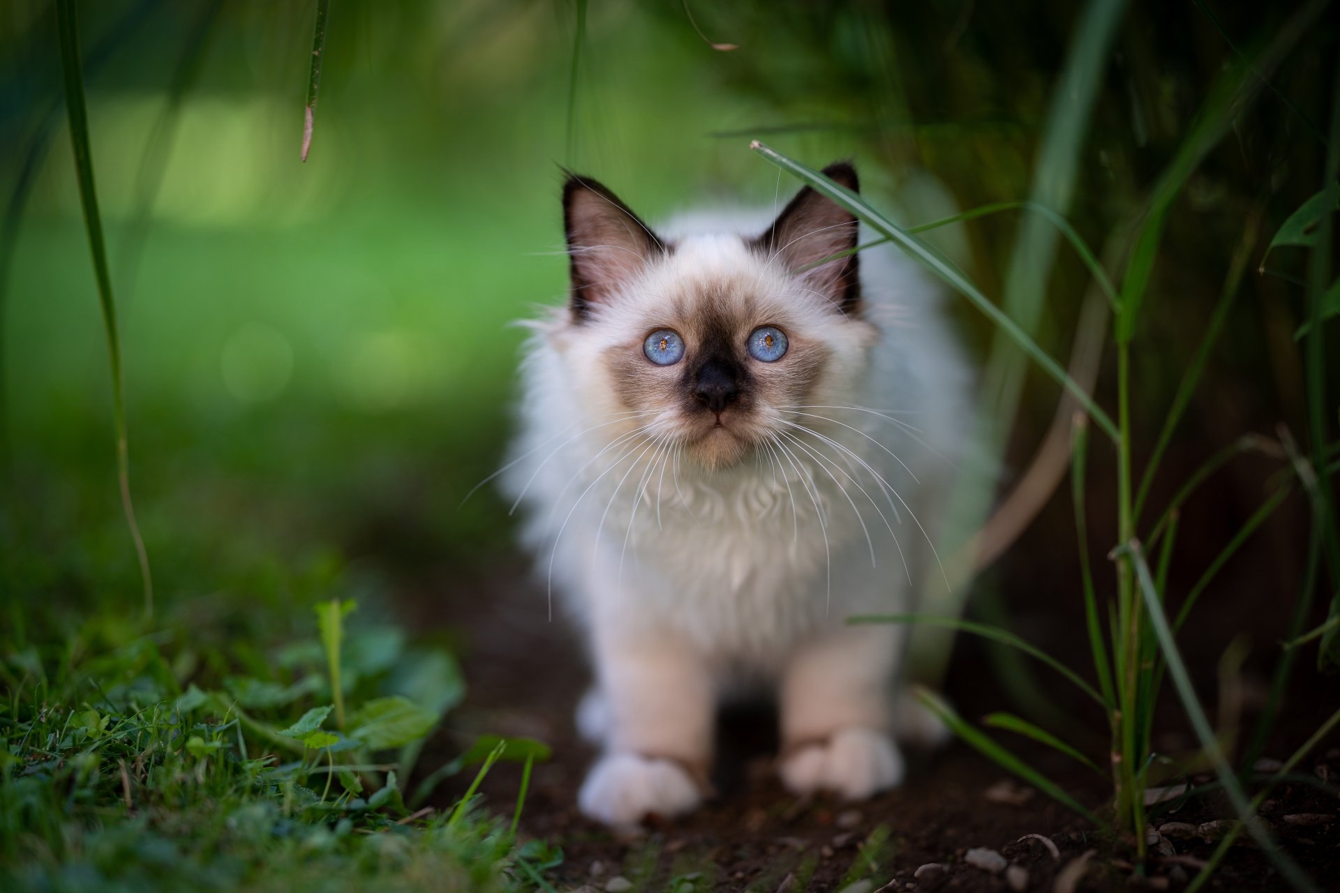 Download Ragdoll Animal Cat 4k Ultra HD Wallpaper