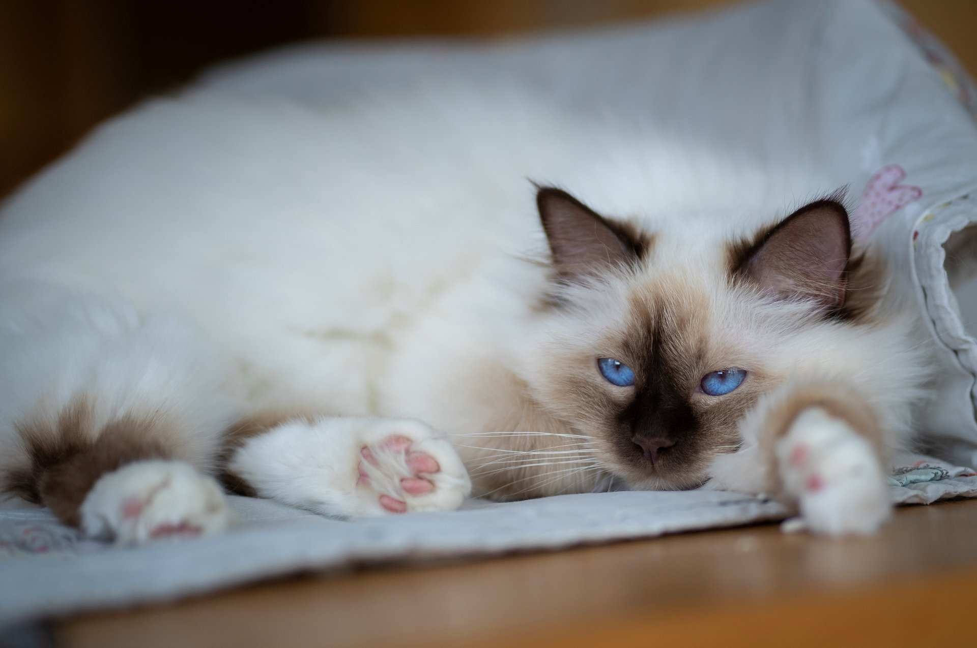 Download Ragdoll Animal Cat 4k Ultra HD Wallpaper