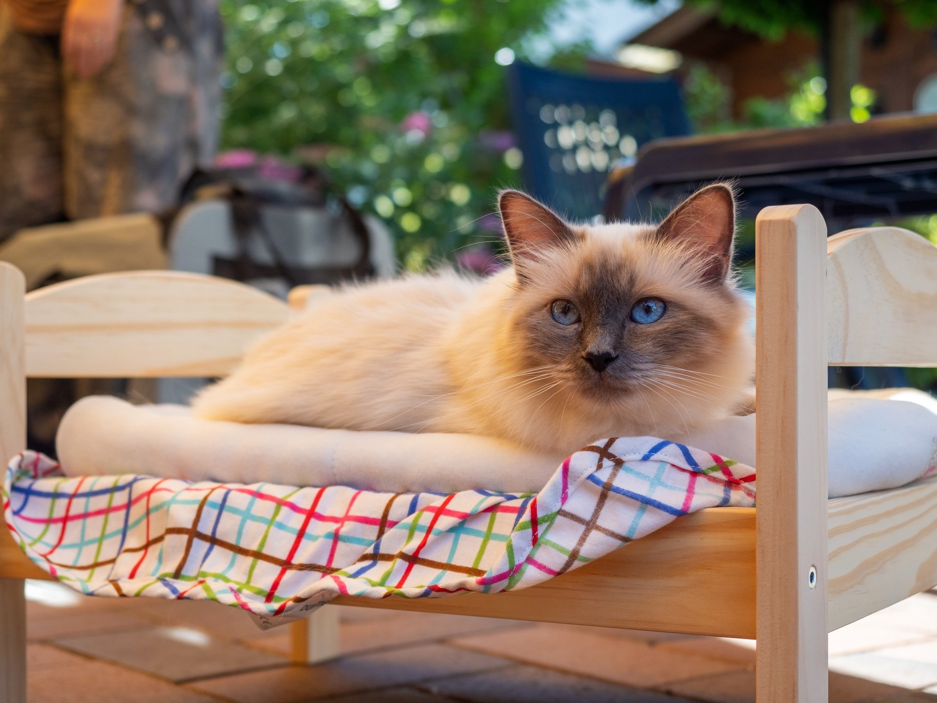 Download Ragdoll Animal Cat 4k Ultra HD Wallpaper