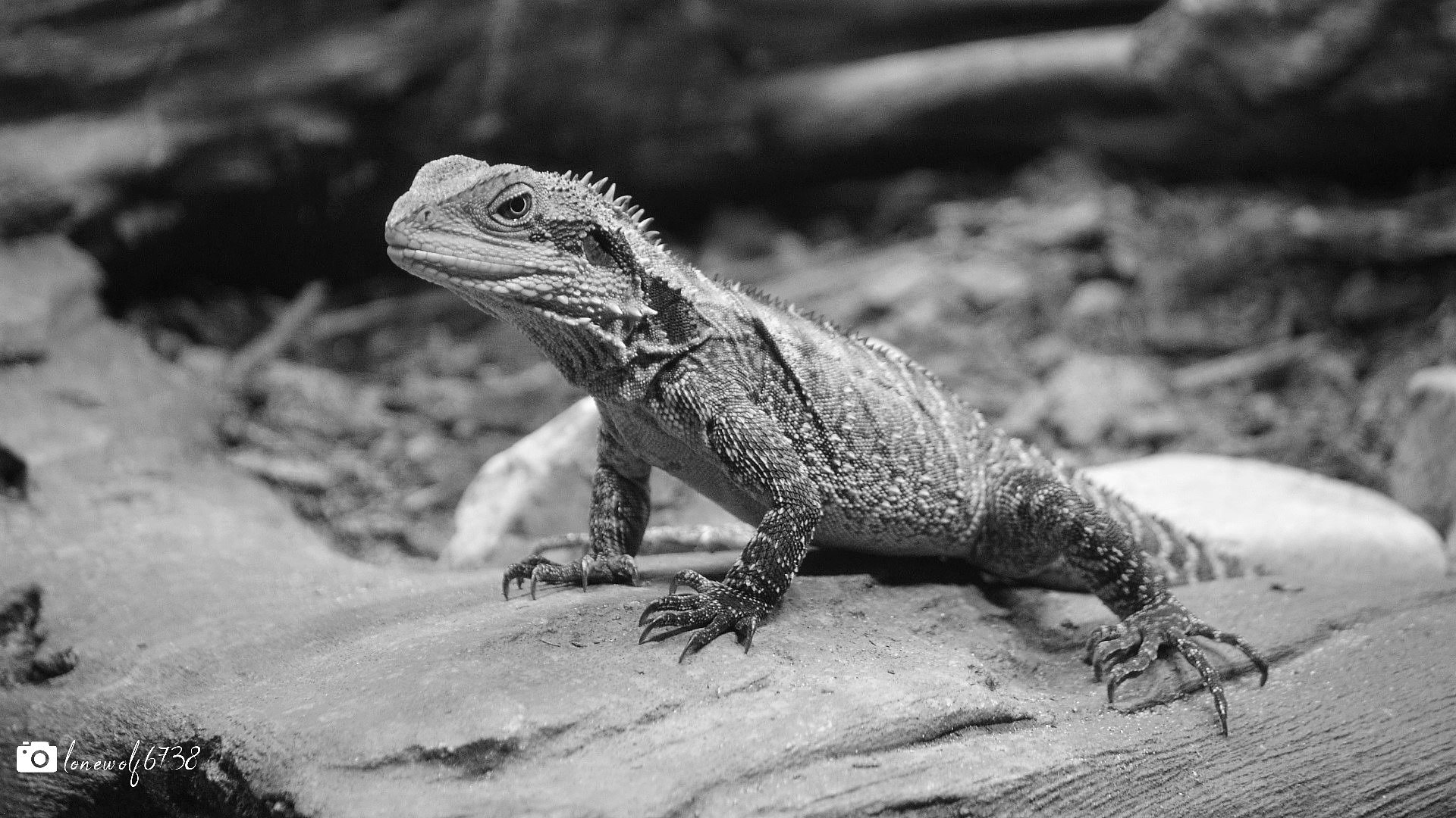 Australian Water Dragon in Black and White, Photography by lonewolf6738