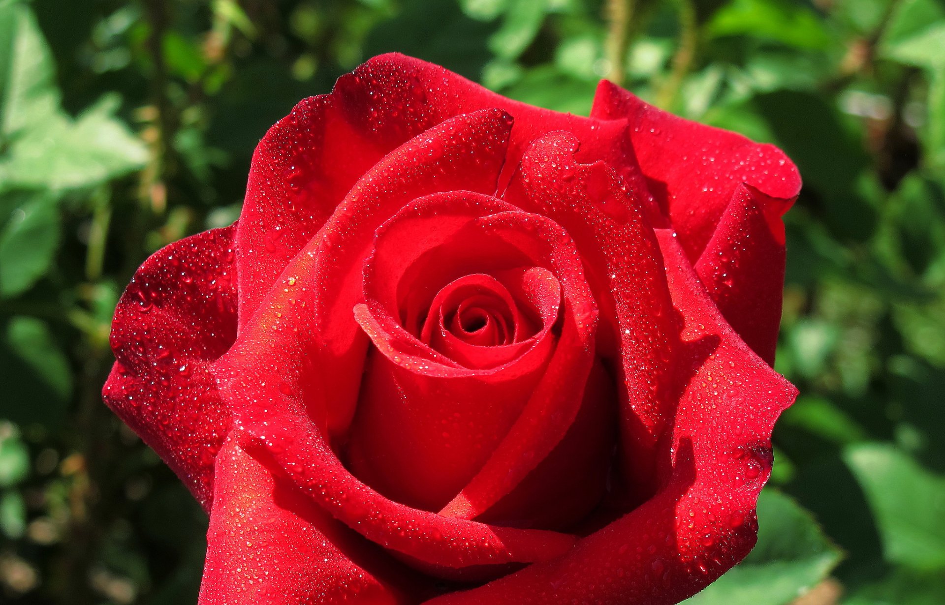 Download Dew Drop Red Flower Red Rose Petal Macro Nature Rose HD Wallpaper