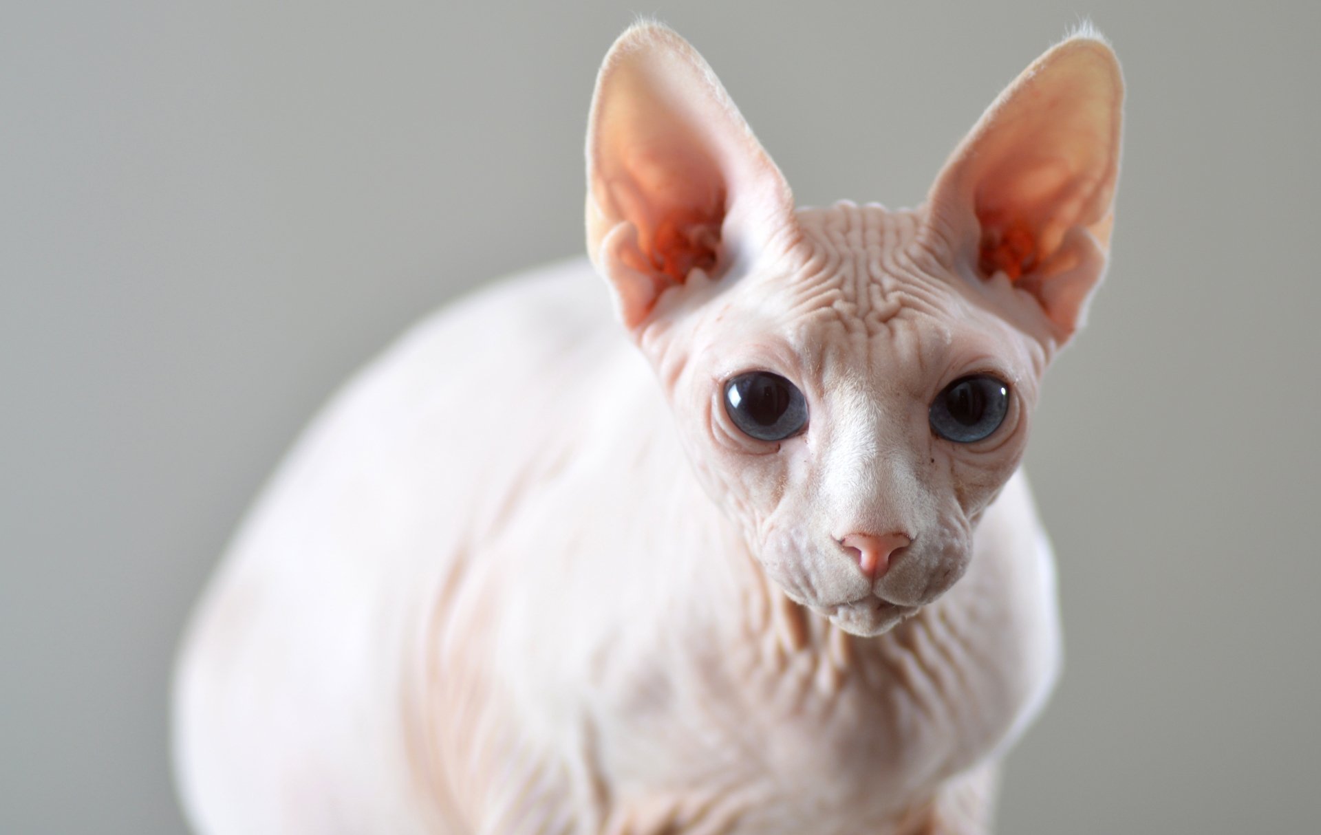 Download Sphynx Cat Animal Cat 4k Ultra HD Wallpaper