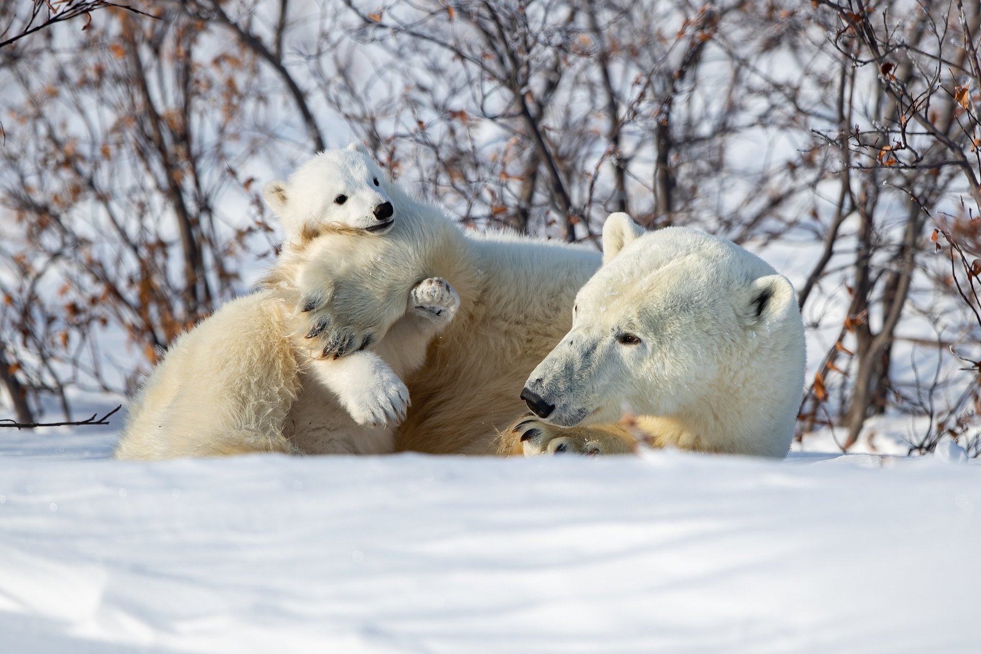 Download Baby Animal Cub Bear Snow Winter Animal Polar Bear 4k Ultra HD ...