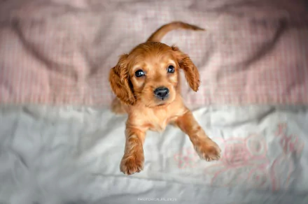 puppy baby animal dog Animal cocker spaniel HD Desktop Wallpaper | Background Image