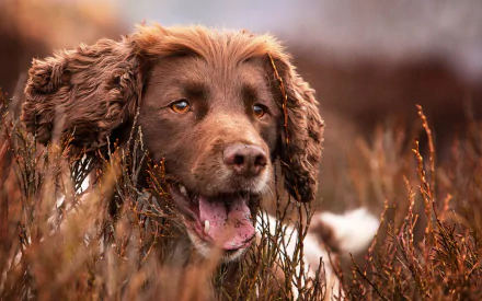 Springer Spaniel dog Animal spaniel HD Desktop Wallpaper | Background Image