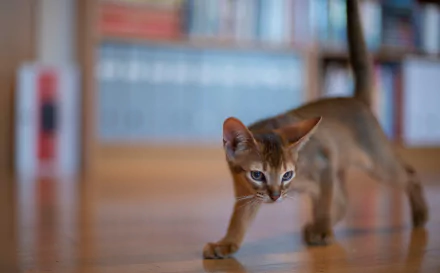 A sharp 4K Ultra HD wallpaper featuring a curious Abyssinian kitten walking on a wooden floor with a softly blurred bookshelf in the background.