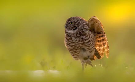 owl bird Animal burrowing owl HD Desktop Wallpaper | Background Image