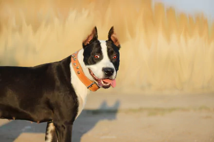 dog Animal pit bull HD Desktop Wallpaper | Background Image