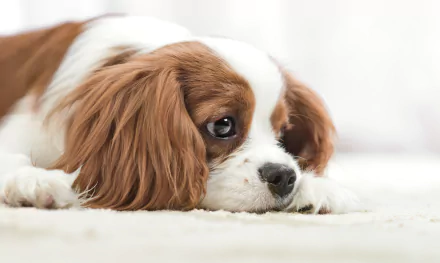 cavalier king charles spaniel dog muzzle Animal King Charles Spaniel HD Desktop Wallpaper | Background Image