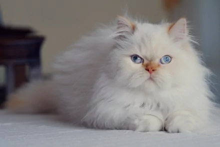 cat fluffy Animal persian cat HD Desktop Wallpaper | Background Image