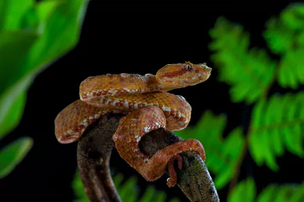 eyelash viper reptile snake Animal viper HD Desktop Wallpaper | Background Image