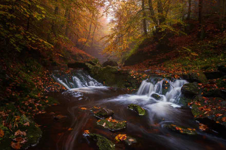 Belgium river forest fall nature waterfall HD Desktop Wallpaper | Background Image