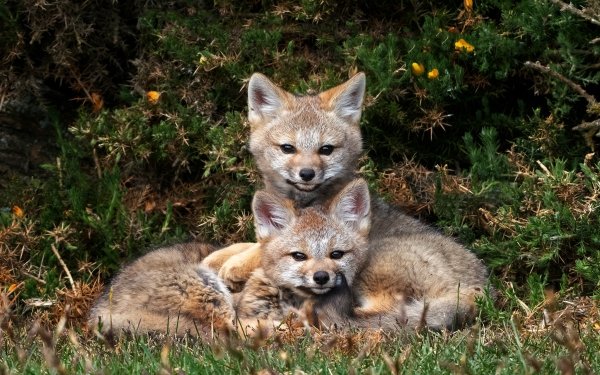 Animal Fox Cub Baby Animal HD Wallpaper | Background Image