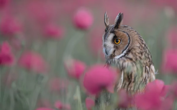 long eared owl bird Animal owl HD Desktop Wallpaper | Background Image