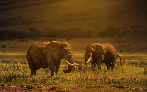 Animal African bush elephant Elephants HD Wallpaper | Background Image