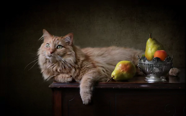 HD PC desktop wallpaper and background showing an animal: a relaxed long-haired cat lounging on a dark wooden table beside pears and a silver bowl of fruit.
