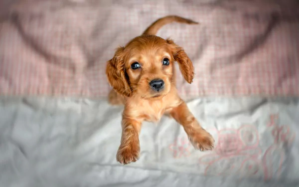 puppy baby animal dog Animal cocker spaniel HD Desktop Wallpaper | Background Image