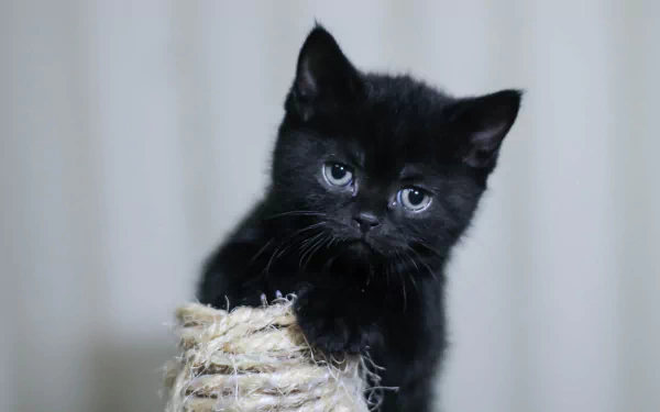 A black kitten with blue eyes clings to a sisal scratching post, captured in sharp detail for a 4K Ultra HD PC desktop wallpaper.