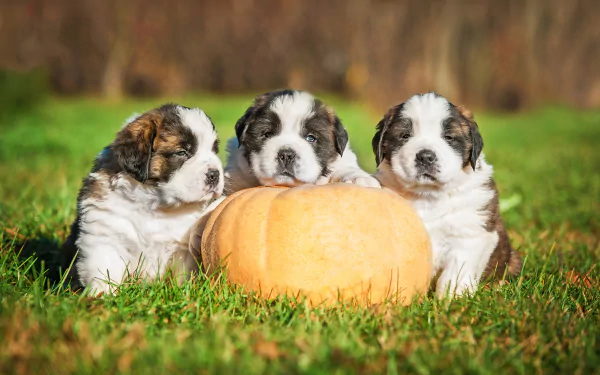 pumpkin puppy dog Animal St. Bernard HD Desktop Wallpaper | Background Image