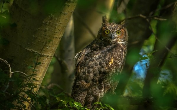 Animal Owl Birds Owls Bird Wildlife HD Wallpaper | Background Image