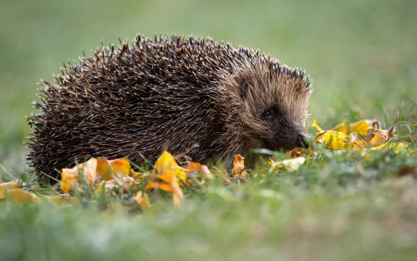 A detailed 4K Ultra HD image of a hedgehog on grass with scattered autumn leaves, captured as a PC desktop wallpaper and background.