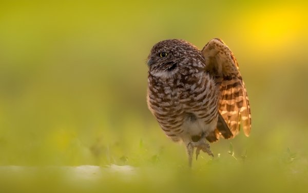 Animal Burrowing Owl Birds Owls Bird Owl HD Wallpaper | Background Image