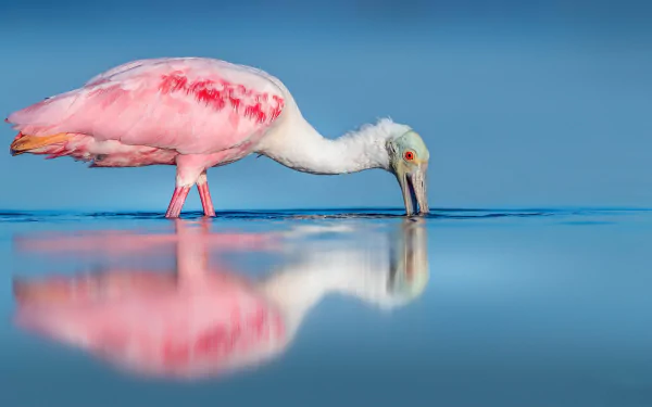bird Animal roseate spoonbill HD Desktop Wallpaper | Background Image