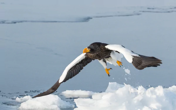 flight bird Animal Steller's Sea Eagle HD Desktop Wallpaper | Background Image