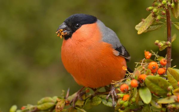 bird berry branch Animal bullfinch HD Desktop Wallpaper | Background Image