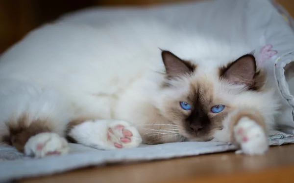ragdoll Animal cat HD Desktop Wallpaper | Background Image