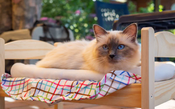 ragdoll Animal cat HD Desktop Wallpaper | Background Image