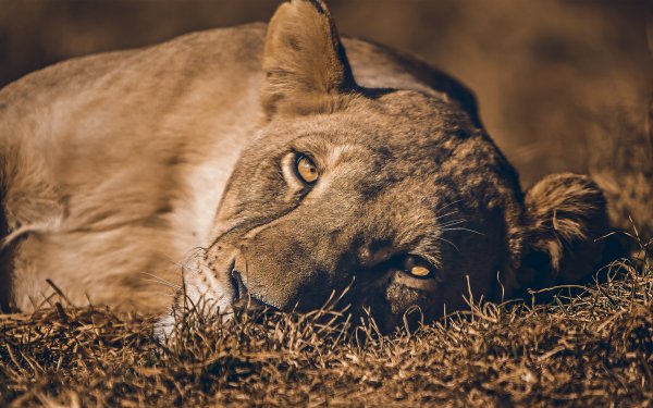 Animal Lion Cats Muzzle Lioness HD Wallpaper | Background Image