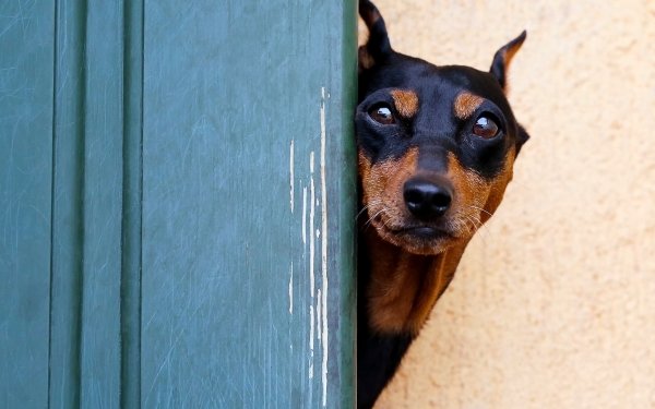 Animal Doberman Pinscher Dogs Muzzle Dog HD Wallpaper | Background Image