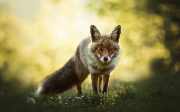 Animal Fox Stare HD Wallpaper | Background Image