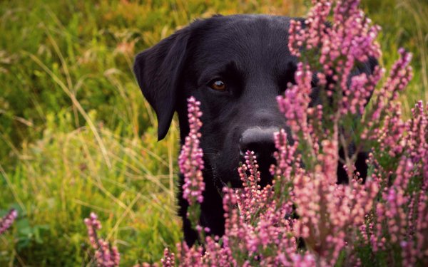 Animal Labrador Retriever Dogs Muzzle Dog Flower HD Wallpaper | Background Image