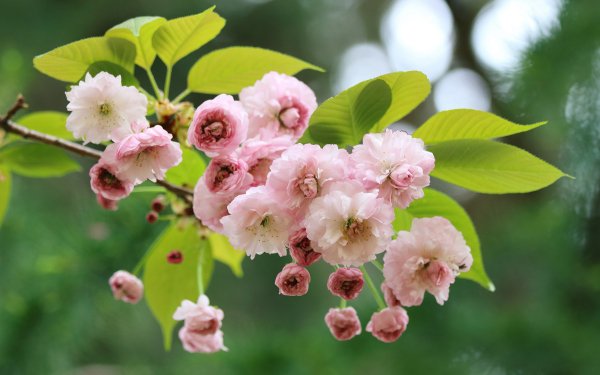 Earth Sakura Macro Branch Spring Flower Blossom HD Wallpaper | Background Image