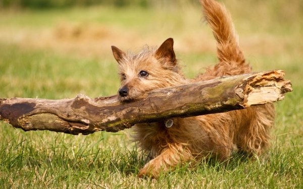Animal Terrier Dogs Log Dog HD Wallpaper | Background Image